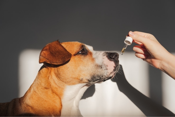 fish oil for dogs